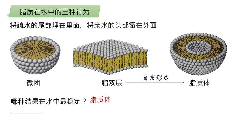 2025届高三生物一轮深度复习课件：细胞膜的结构与功能第8页