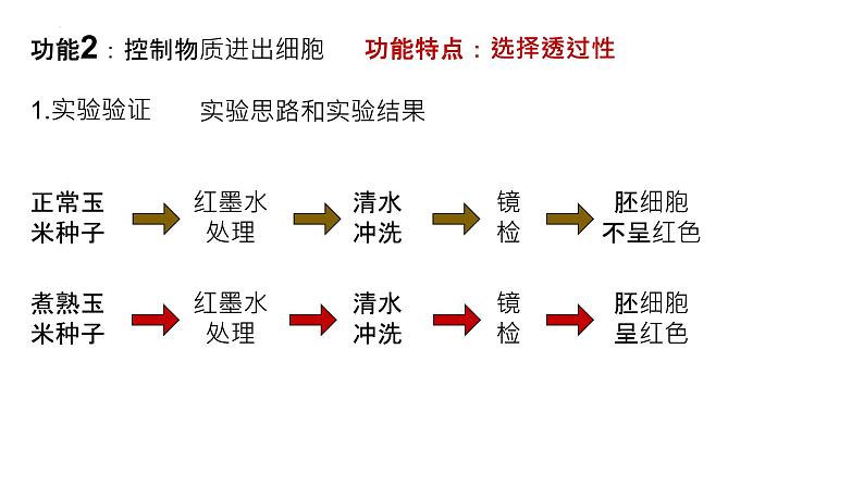 2025届高三生物一轮深度复习课件10：细胞膜的结构与功能第4页