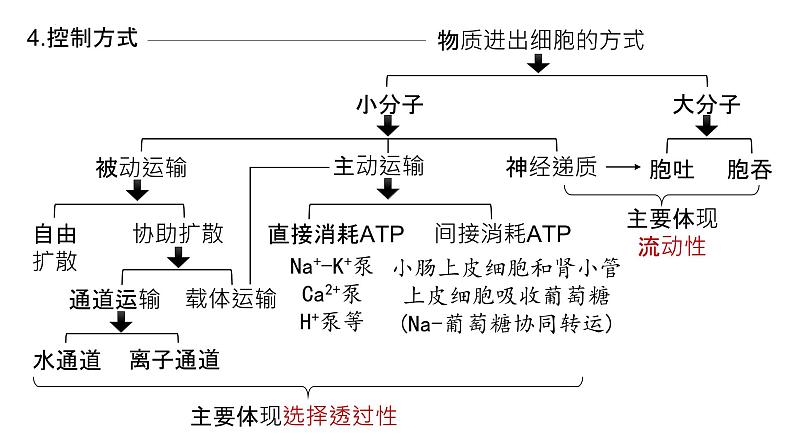 2025届高三生物一轮深度复习课件10：细胞膜的结构与功能第7页