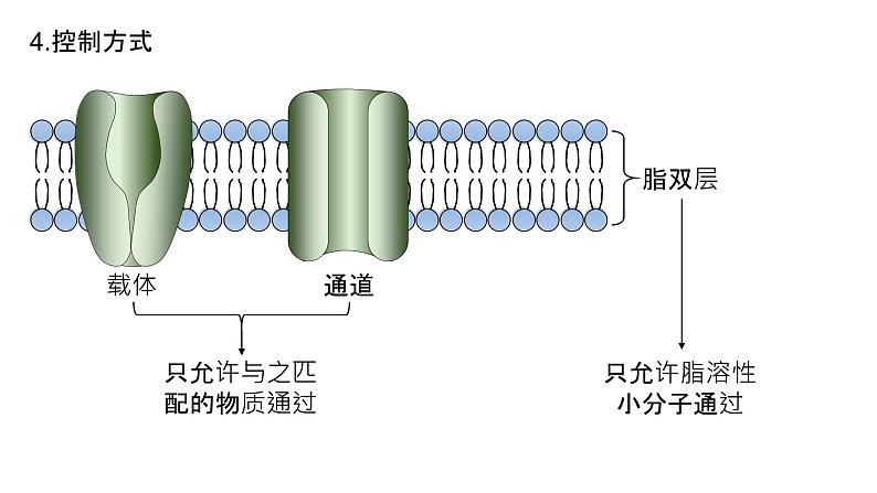 2025届高三生物一轮深度复习课件10：细胞膜的结构与功能第8页