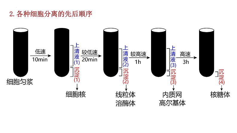 2025届高三生物一轮深度复习课件：细胞器之间的分工合作第4页