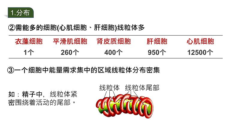 2025届高三生物一轮深度复习课件：细胞器之间的分工合作第6页