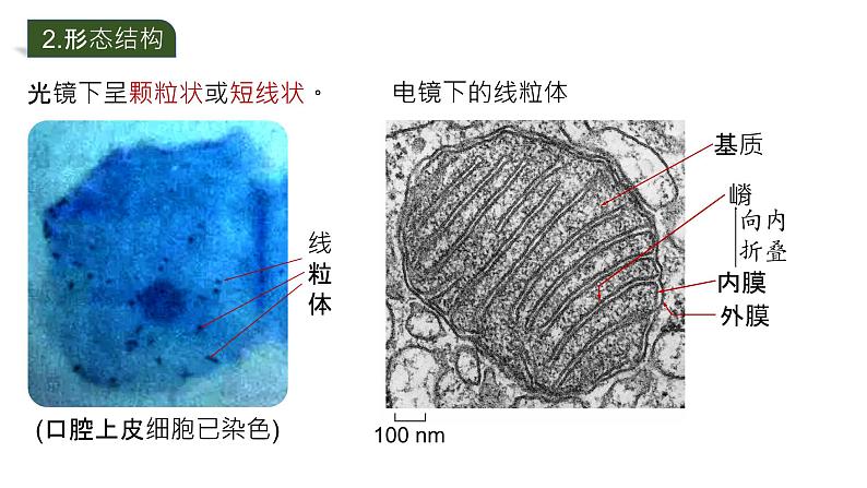 2025届高三生物一轮深度复习课件：细胞器之间的分工合作第7页