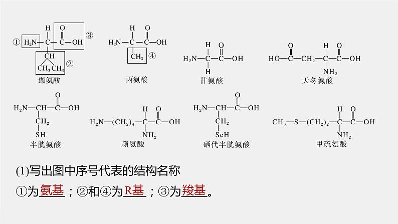 最新高考生物一轮复习课件（新人教版） 第1单元　第3课时　蛋白质是生命活动的主要承担者第8页