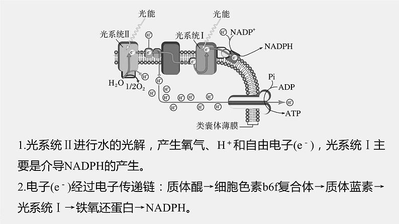 最新高考生物一轮复习课件（新人教版） 第3单元　解惑练3　光系统及电子传递链04