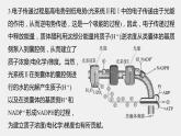 最新高考生物一轮复习课件（新人教版） 第3单元　解惑练3　光系统及电子传递链