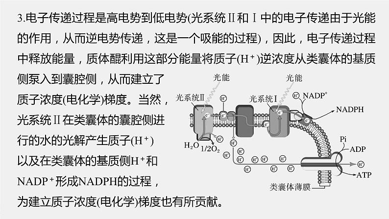 最新高考生物一轮复习课件（新人教版） 第3单元　解惑练3　光系统及电子传递链05