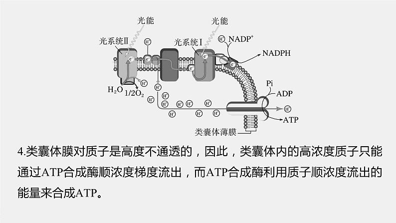 最新高考生物一轮复习课件（新人教版） 第3单元　解惑练3　光系统及电子传递链06