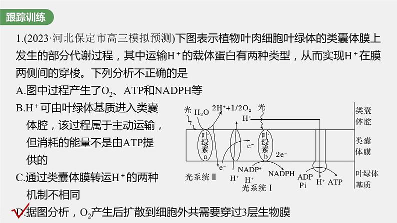 最新高考生物一轮复习课件（新人教版） 第3单元　解惑练3　光系统及电子传递链07