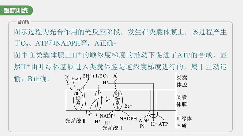 最新高考生物一轮复习课件（新人教版） 第3单元　解惑练3　光系统及电子传递链08