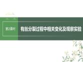 最新高考生物一轮复习课件（新人教版） 第4单元　第2课时　有丝分裂过程中相关变化及观察实验
