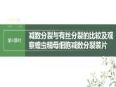 最新高考生物一轮复习课件（新人教版） 第4单元　第4课时　减数分裂与有丝分裂的比较及观察蝗虫精母细胞减数分裂装片
