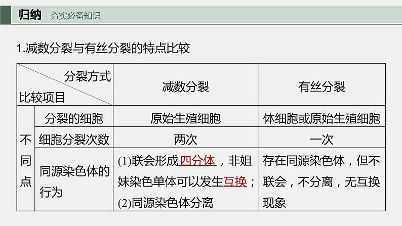 最新高考生物一轮复习课件（新人教版） 第4单元　第4课时　减数分裂与有丝分裂的比较及观察蝗虫精母细胞减数分裂装片07