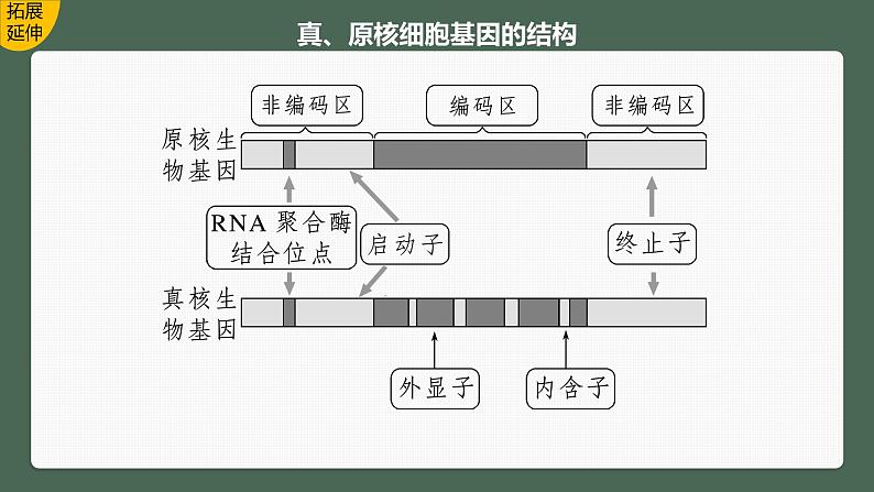 最新高考生物一轮复习课件（新人教版） 第6单元　第3课时　基因的概念与表达08