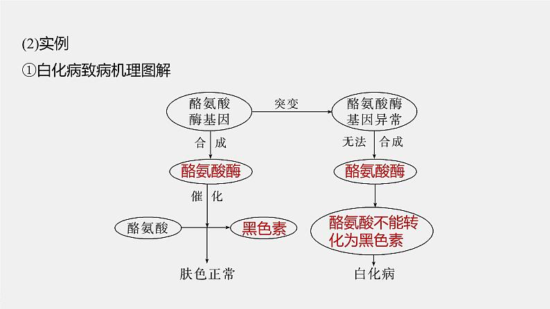 最新高考生物一轮复习课件（新人教版） 第6单元　第4课时　基因表达与性状的关系08