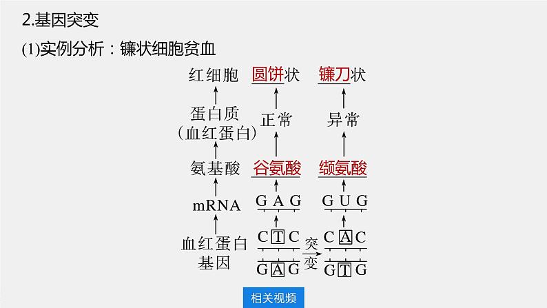 最新高考生物一轮复习课件（新人教版） 第7单元　第1课时　基因突变与基因重组第8页