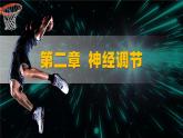 人教版2019高中生物選擇性必修1課件2-1神經(jīng)調(diào)節(jié)的結(jié)構(gòu)基礎(chǔ)(新教材有限版)