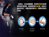 人教版2019高中生物選擇性必修1課件2-1神經(jīng)調(diào)節(jié)的結(jié)構(gòu)基礎(chǔ)(新教材有限版)
