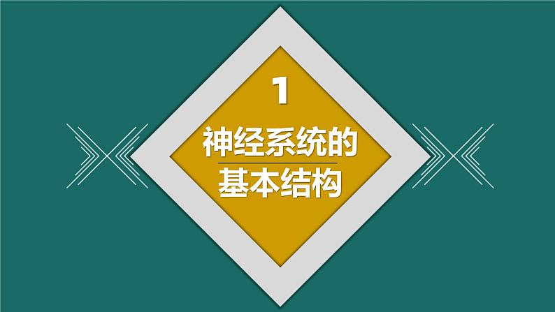 人教版2019高中生物选择性必修1课件2-1神经调节的结构基础第8页