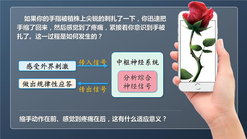 人教版2019高中生物选择性必修1课件2-2神经调节的基本方式(新教材有限版)第2页