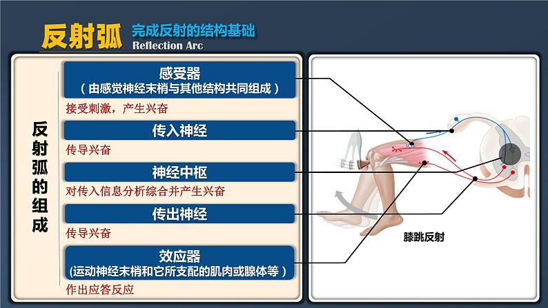 人教版2019高中生物选择性必修1课件2-2神经调节的基本方式(新教材有限版)第8页