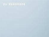 人教版2019高中生物选择性必修1课件4-3免疫失调(新教材有限版)