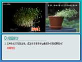 人教版2019高中生物选择性必修1课件5-1植物生长素第1课时(新教材有限版)