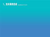 人教版2019高中生物选择性必修1课件5-1植物生长素第2课时(新教材有限版)