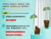 人教版2019高中生物选择性必修1课件5-4环境因素参与调节植物的生命活动(新教材有限版)