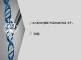 2024届高三二轮复习生物：基因工程-限制酶，基因表达载体的构建、引物课件