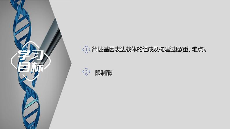 2024届高三二轮复习生物：基因工程-限制酶，基因表达载体的构建、引物课件第2页