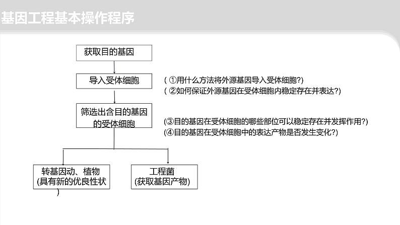 2024届高三二轮复习生物：基因工程-限制酶，基因表达载体的构建、引物课件第4页