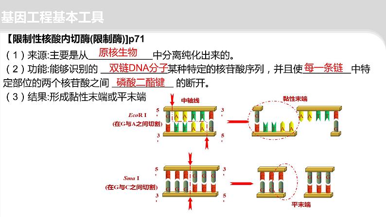 2024届高三二轮复习生物：基因工程-限制酶，基因表达载体的构建、引物课件第5页