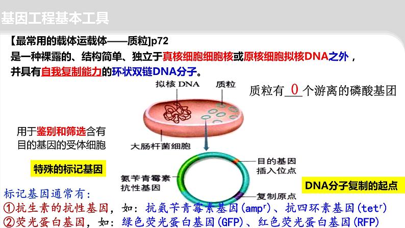 2024届高三二轮复习生物：基因工程-限制酶，基因表达载体的构建、引物课件第7页