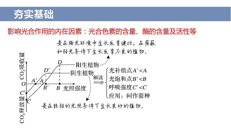 2024届高三二轮复习生物：农作物增产措施课件第7页