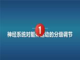 人教版2019高中生物选择性必修1课件2-4神经系统的分级调节(新教材有限版)