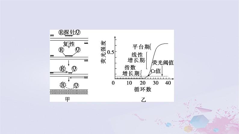 2025届高考生物一轮总复习选择性必修3第十单元生物技术与工程微专题18PCR及其应用课件03