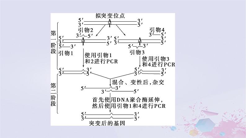 2025届高考生物一轮总复习选择性必修3第十单元生物技术与工程微专题18PCR及其应用课件05