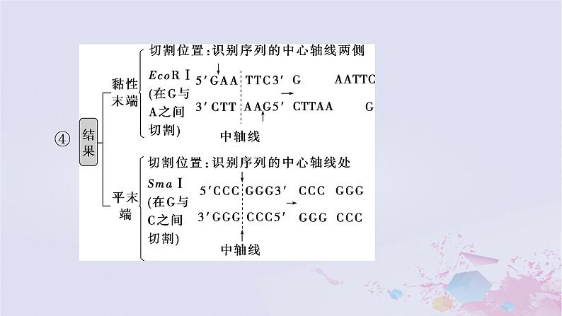 2025届高考生物一轮总复习选择性必修3第十单元生物技术与工程第51讲基因工程的基本工具和基本操作程序课件第6页