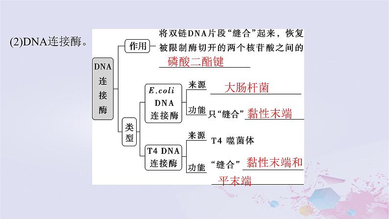 2025届高考生物一轮总复习选择性必修3第十单元生物技术与工程第51讲基因工程的基本工具和基本操作程序课件第8页