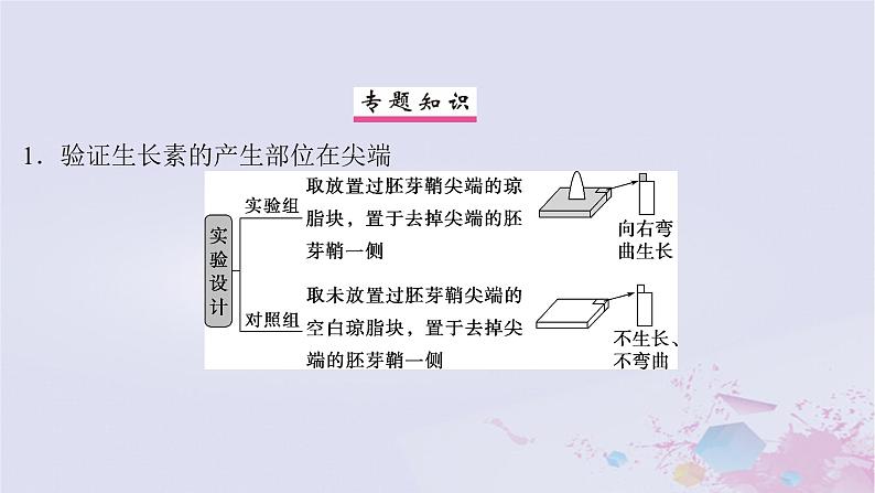 2025届高考生物一轮总复习选择性必修1第八单元稳态与调节微专题14与植物激素有关的实验设计题课件第2页