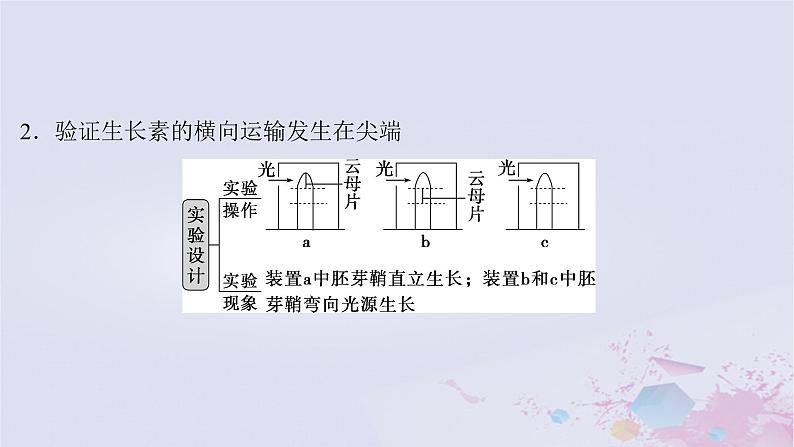 2025届高考生物一轮总复习选择性必修1第八单元稳态与调节微专题14与植物激素有关的实验设计题课件第3页