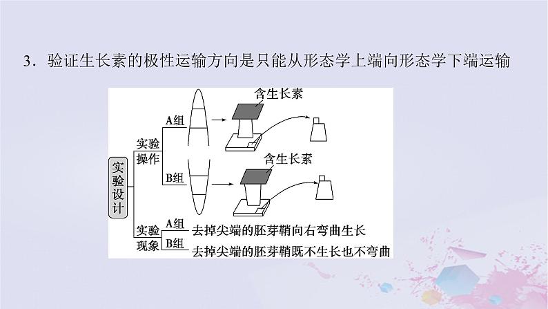 2025届高考生物一轮总复习选择性必修1第八单元稳态与调节微专题14与植物激素有关的实验设计题课件第4页