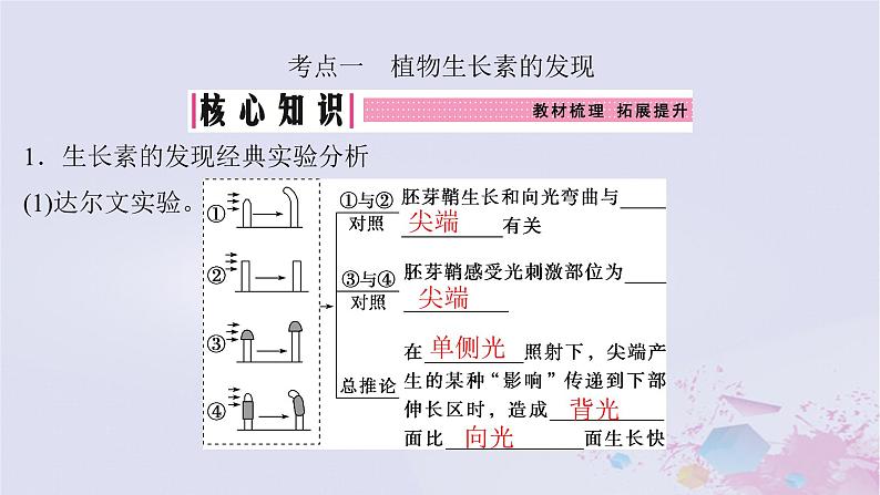 2025届高考生物一轮总复习选择性必修1第八单元稳态与调节第39讲植物生长素课件04