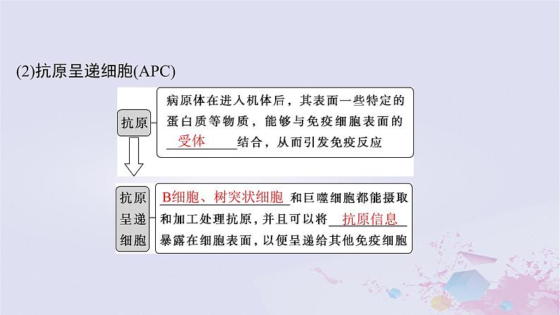 2025届高考生物一轮总复习选择性必修1第八单元稳态与调节第38讲免疫调节课件07