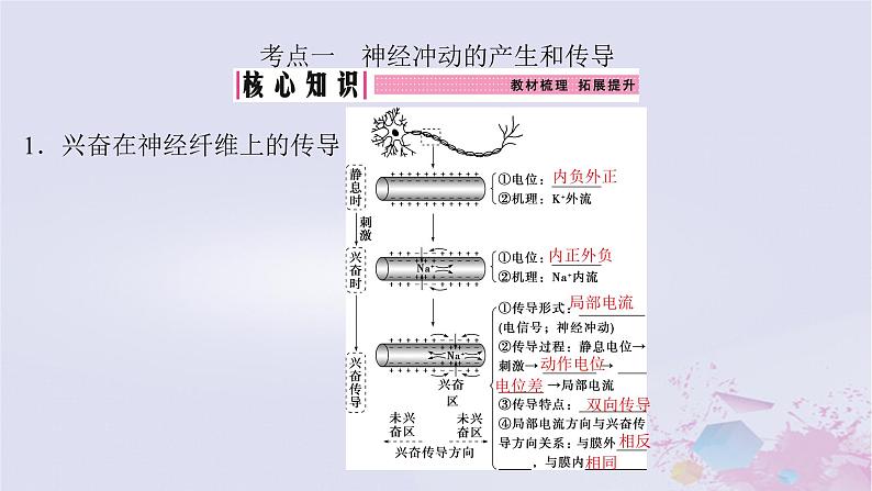 2025届高考生物一轮总复习选择性必修1第八单元第35讲神经冲动的产生和传导神经系统的分级调节及人脑的高级功能课件第4页