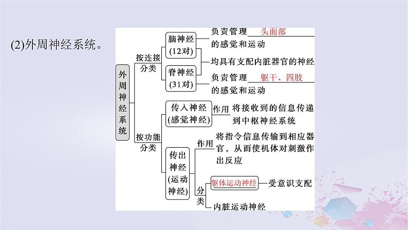 2025届高考生物一轮总复习选择性必修1第八单元稳态与调节第34讲神经调节的结构基础及基本方式课件05