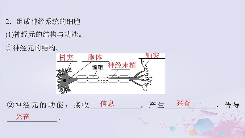 2025届高考生物一轮总复习选择性必修1第八单元稳态与调节第34讲神经调节的结构基础及基本方式课件07