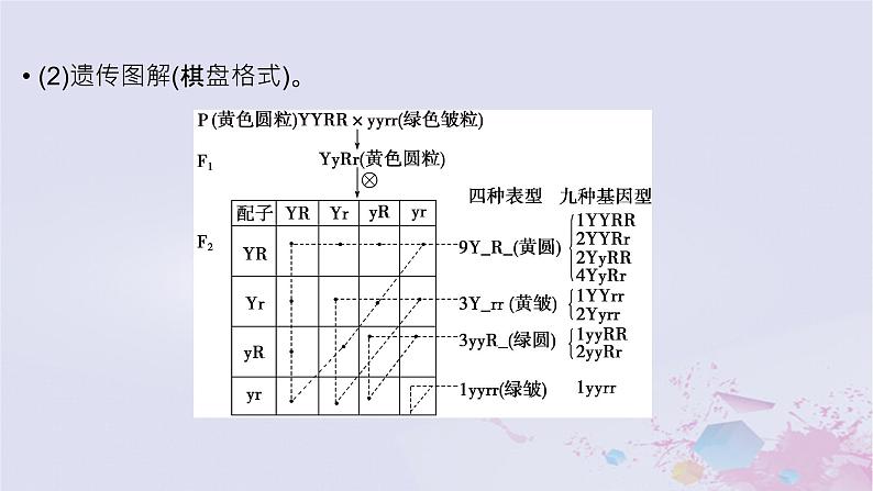 2025届高考生物一轮总复习必修2第五单元遗传的基本规律伴性遗传与人类遗传病第22讲自由组合定律课件08