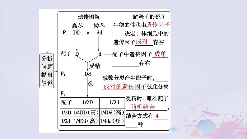 2025届高考生物一轮总复习必修2第五单元遗传的基本规律伴性遗传与人类遗传病第19讲分离定律课件第7页